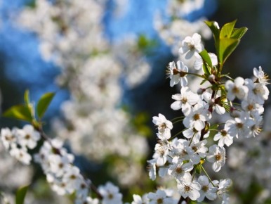 Как выбрать место для вишни: советы для успешного урожая
