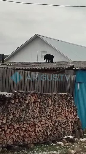 Нам пишут: Медвежонок забрался на крышу в Бичуре