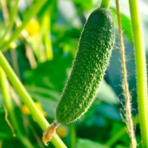 Как выбрать идеальные огурцы для осеннего урожая: советы и хитрости