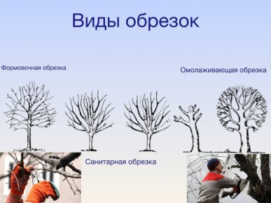 Обрезка деревьев – забота о безопасности и здоровье зелёных насаждений