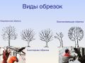 Обрезка деревьев – забота о безопасности и здоровье зелёных насаждений