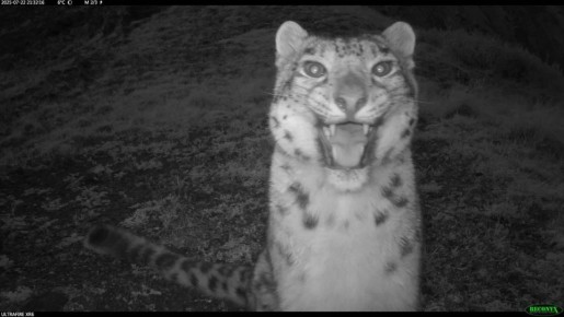 Ученые подтвердили, что на хребте Восточный Саян в Бурятии обитают 9 снежных барсов, сообщает фонд "Природа и люди"