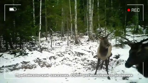 В Бурятии сняли жующих благородных оленей