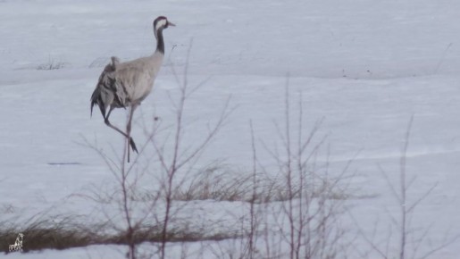 Хлебная житница Бурятии. Мухоршибирский район