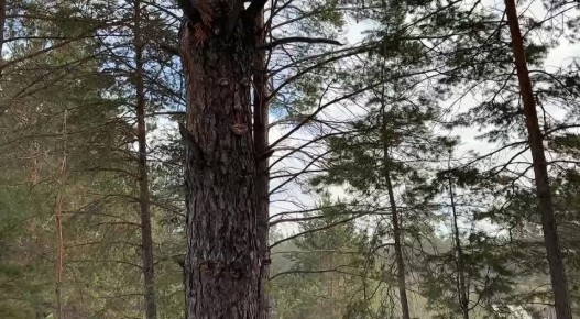 На тропе здоровья в Улан-Удэ, которая после недавнего обновления стала самой длинной на Дальнем Востоке, появились «духи леса»