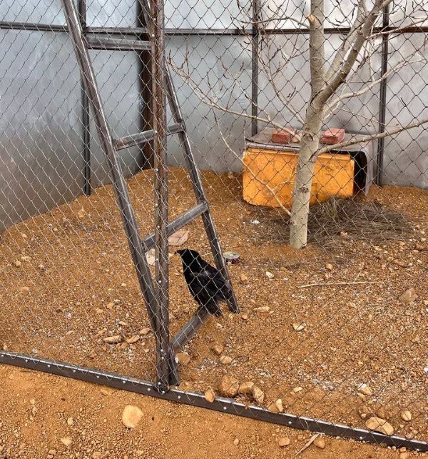 В Бурятии лама спас на дороге раненого ворона