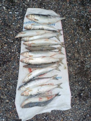 Прокуратура Кабанского района направила в суд уголовное дело о незаконном обороте омуля