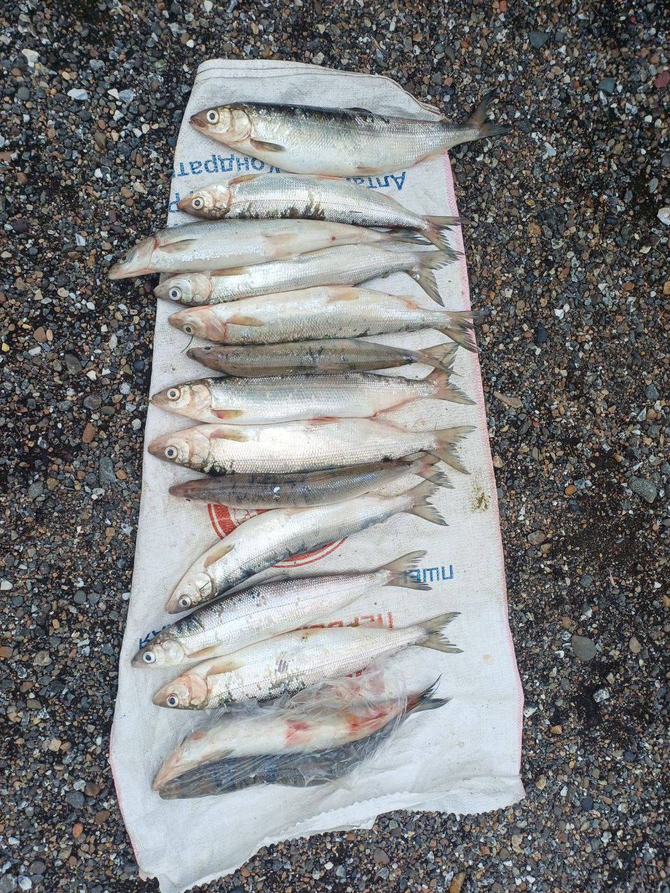 Прокуратура Кабанского района направила в суд уголовное дело о незаконном обороте омуля