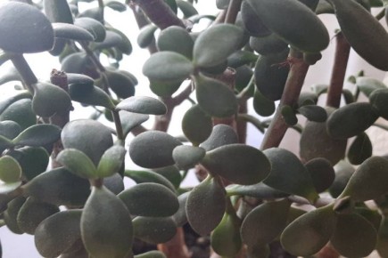 Как заставить денежное дерево цвести: об этом знает не каждая хозяйка