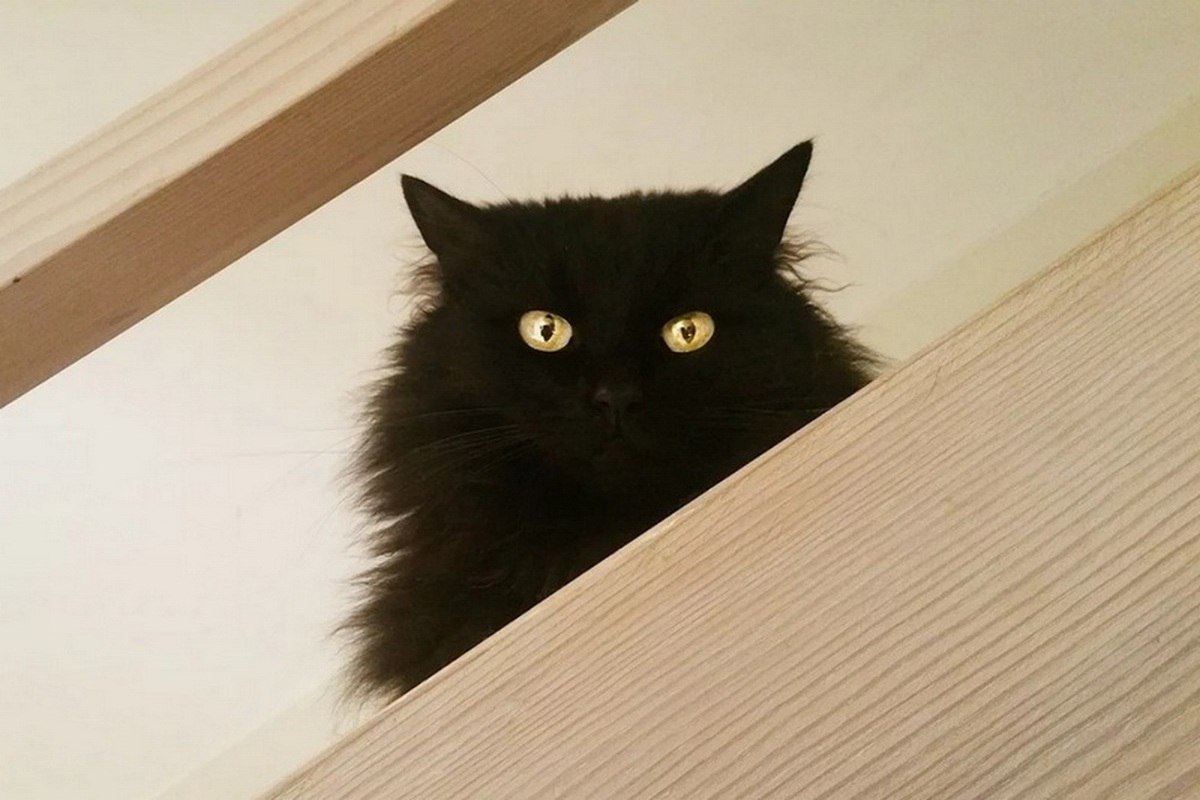 Жители Улан-Удэ верят в черную кошку, а не в «черную пятницу»