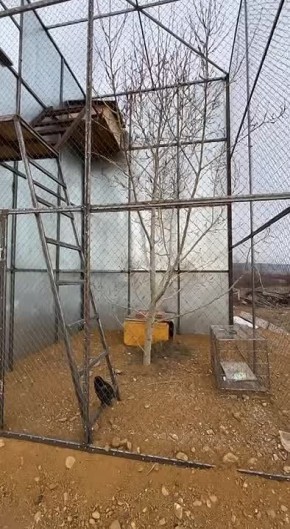 Пернатый гость обрёл дом возле буддийского храма Бурятии