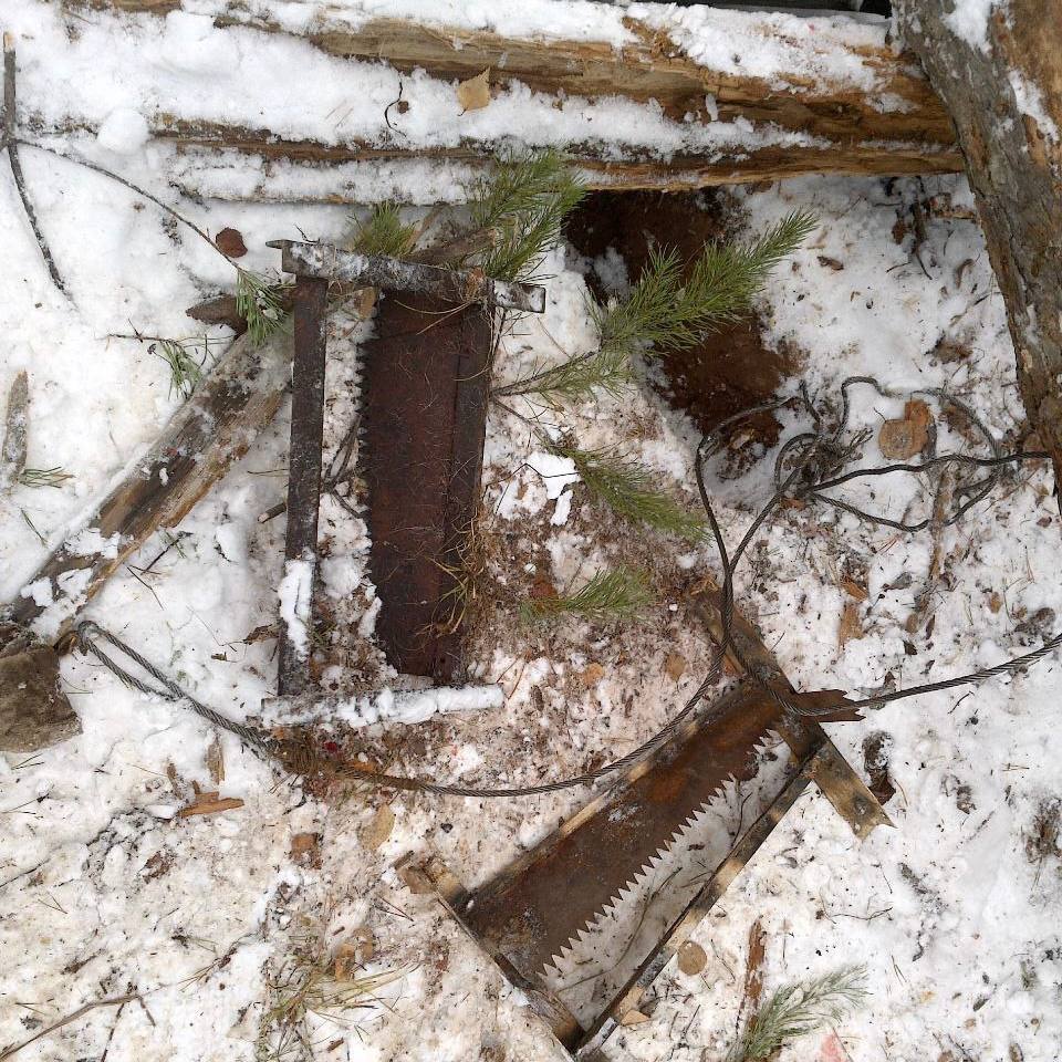 Браконьеры жестоко расправились с лосихой Браконьеры жестоко расправились с лосихой