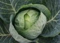 Секреты Летнего Урожая: Как Вырастить Идеальную Капусту