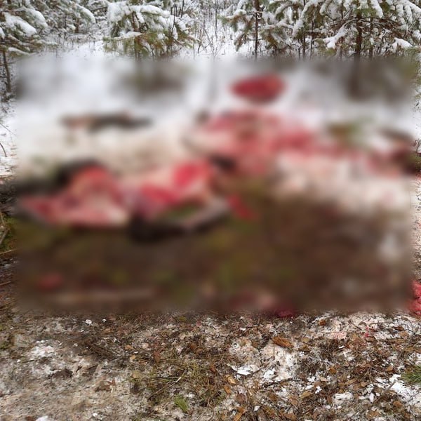 Браконьеры жестоко расправились с лосихой