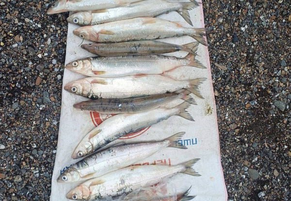 В Бурятии пойдёт под суд мужчина, купивший омуль