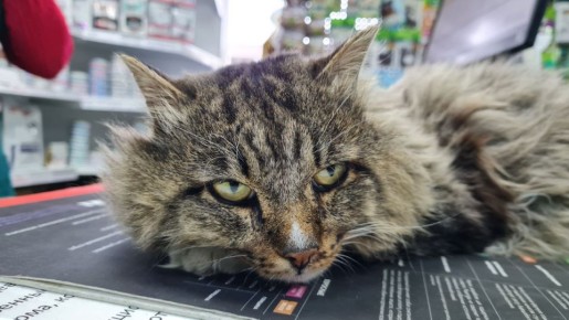 В Улан-Удэ ищут дом грустному котику