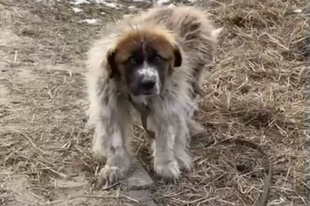 В Бурятии жадные заводчики обрекли московскую сторожевую на мученическую жизнь