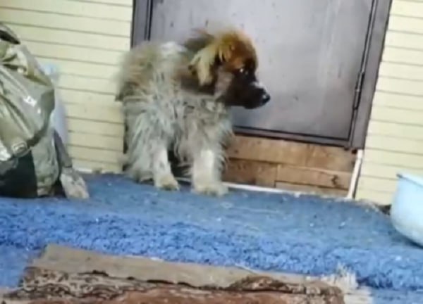 В Бурятии спасают карликовую собаку, ставшую жертвой алчных заводчиков