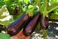 Почему баклажаны сорта «Алмаз» становятся любимцами садоводов?