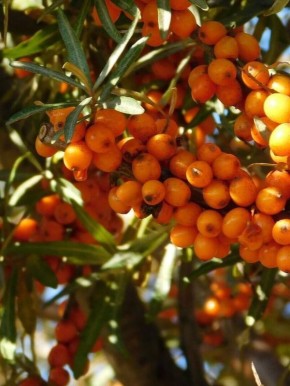 Молодые ученые помогают развивать агропроект в районе Бурятии