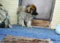 В Бурятии спасают карликовую собаку, ставшую жертвой алчных заводчиков