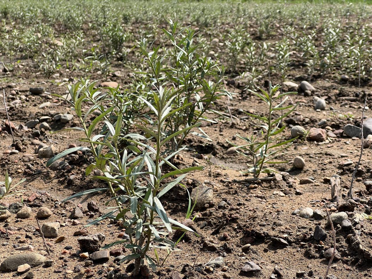 Молодые ученые помогают развивать агропроект в районе Бурятии Молодые ученые помогают развивать агропроект в районе Бурятии