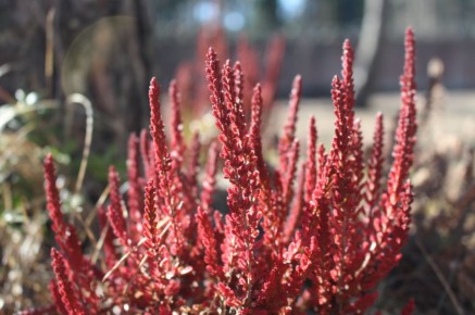 Пробуждение природы: как апрель окрасил сад в яркие тона