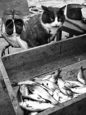 В Улан-Удэ пройдёт выставка известного фотографа Сергея Тарасенко