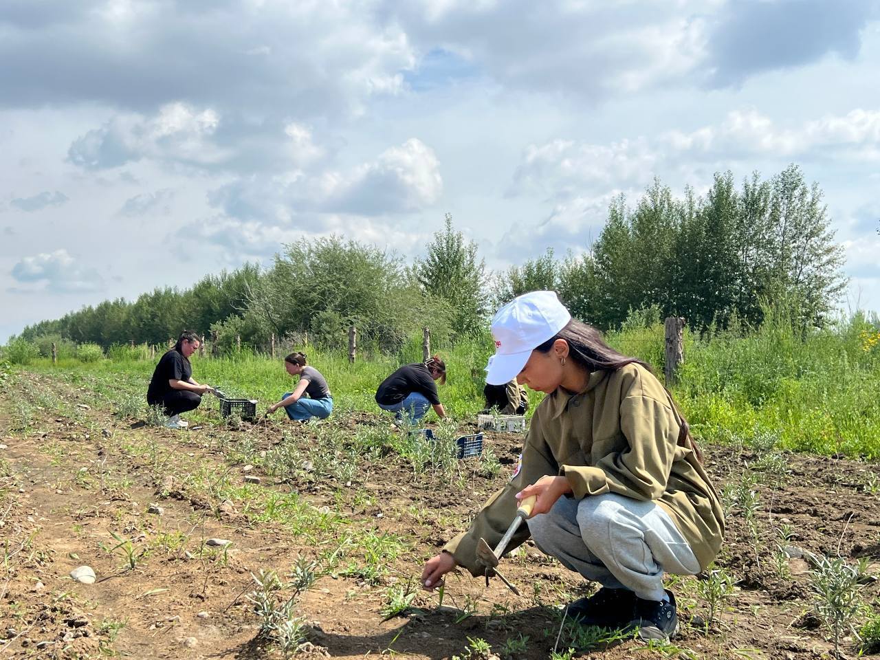 В Селенгинском районе создают 500 гектаров промышленных садов облепихи