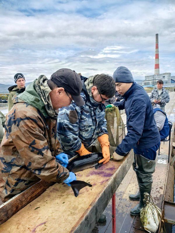 Байкальские осётры на учёте: Главрыбвод растит молодое поколение рыбоводов Байкальские осётры на учёте: Главрыбвод растит молодое поколение рыбоводов