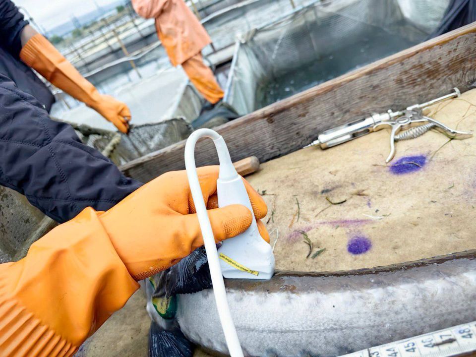 Байкальские осётры на учёте: Главрыбвод растит молодое поколение рыбоводов Байкальские осётры на учёте: Главрыбвод растит молодое поколение рыбоводов