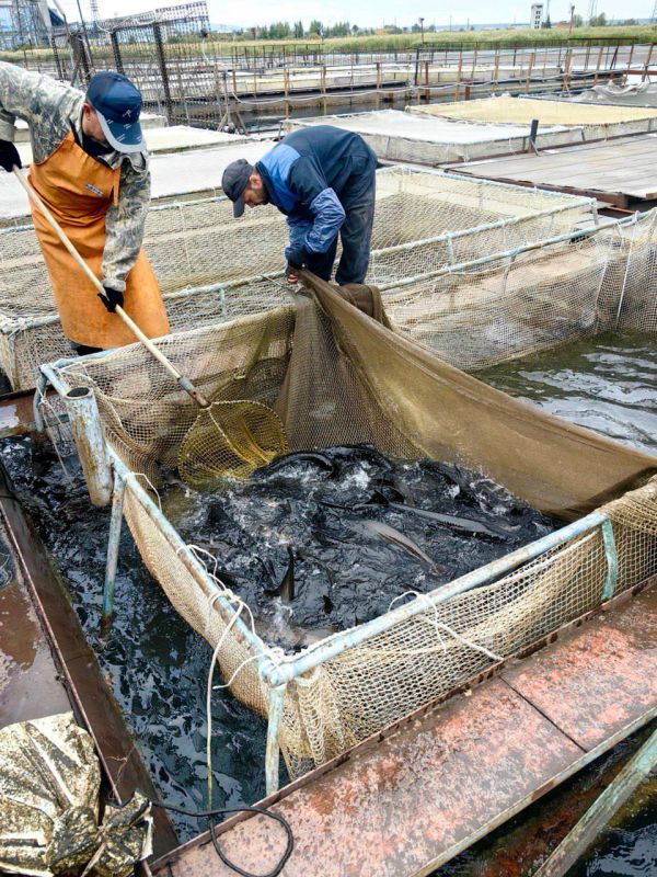 Байкальские осётры на учёте: Главрыбвод растит молодое поколение рыбоводов Байкальские осётры на учёте: Главрыбвод растит молодое поколение рыбоводов