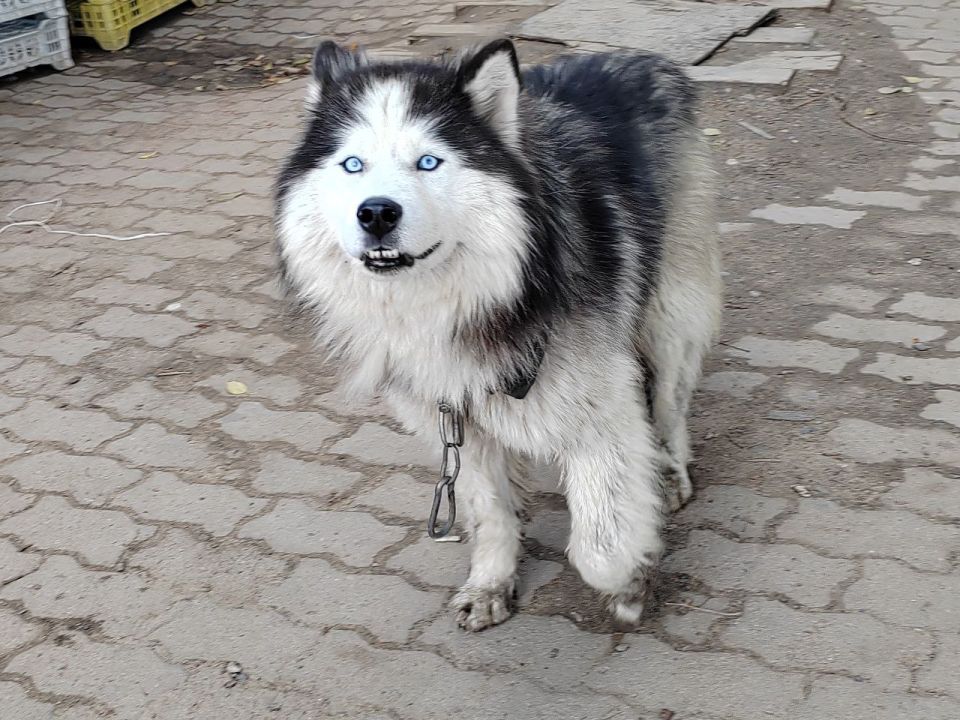 8 из 11 субъектов ДФО разрешают эвтаназию животных