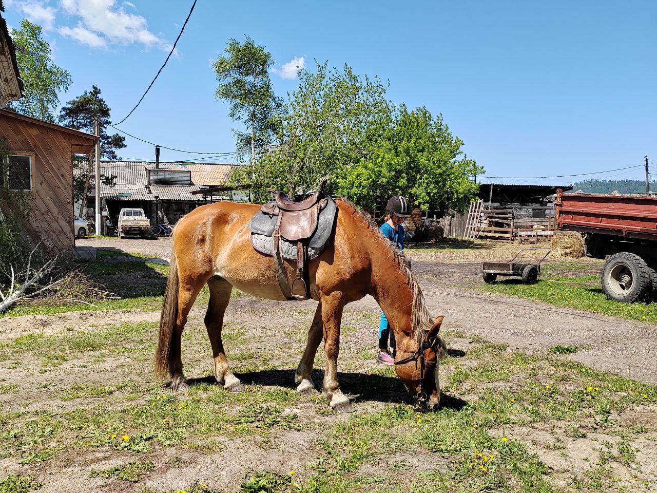В канун Года лошади Бурятия озвучила планы по промышленному коневодству В канун Года лошади Бурятия озвучила планы по промышленному коневодству