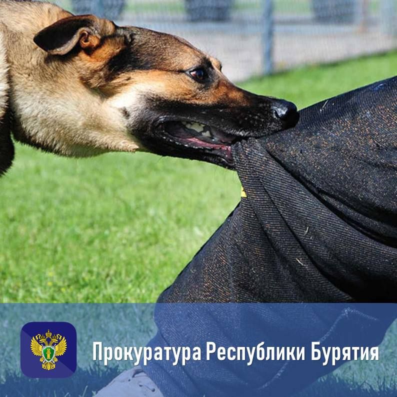 По требованию прокуратуры Кяхтинского района детям выплатят компенсацию за укусы бродячих собак