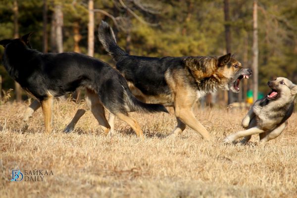 Покусанным собаками детям выплатят по… 25 тысяч рублей