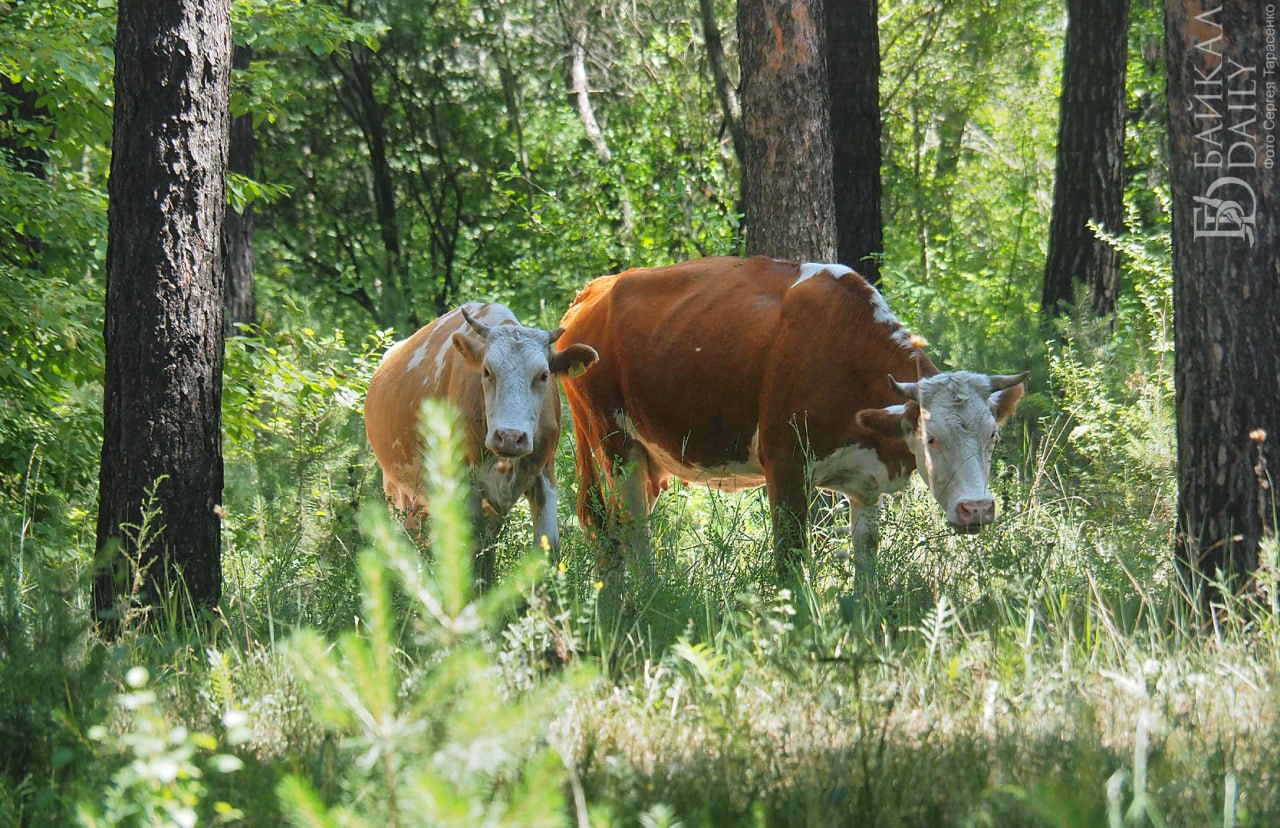 В Бурятии инвестор построит завод по утилизации павшего скота