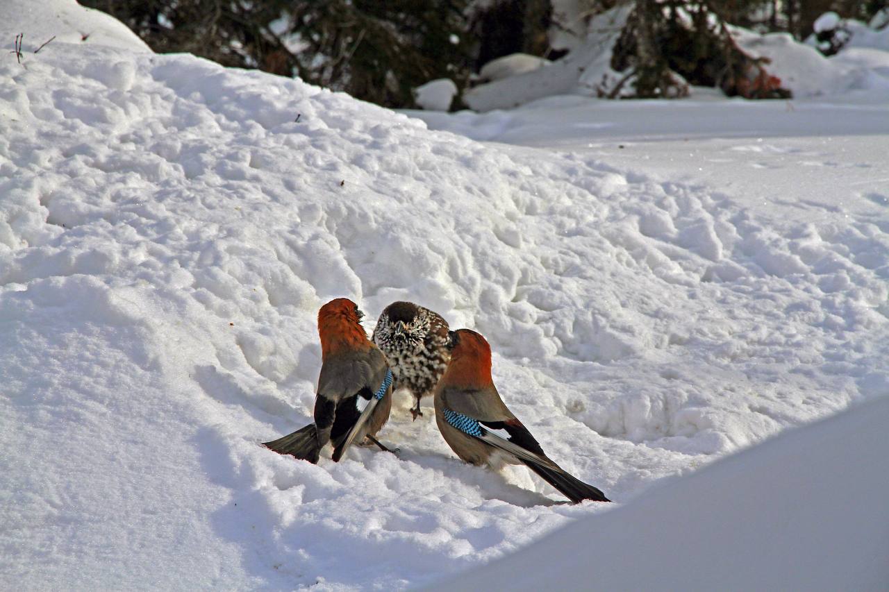 Слово сойки: перья на снегу