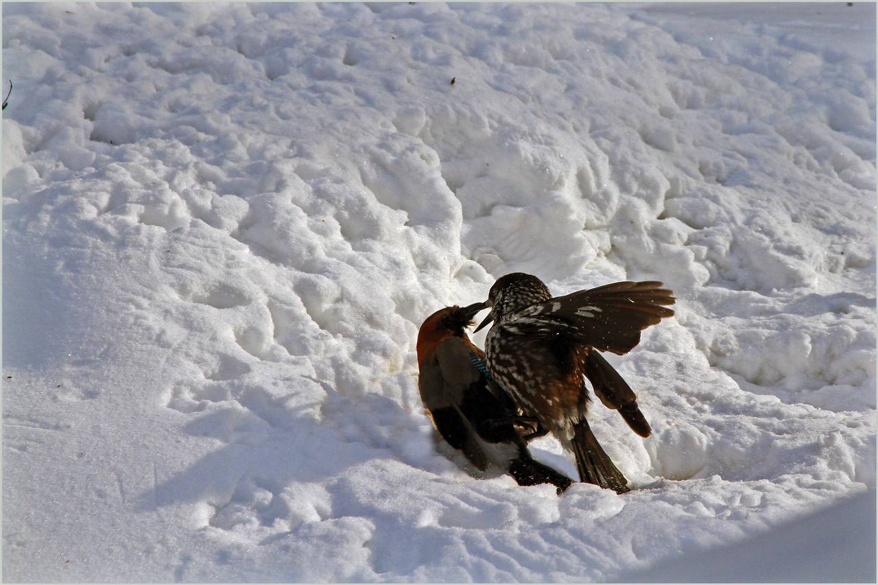 Слово сойки: перья на снегу Слово сойки: перья на снегу