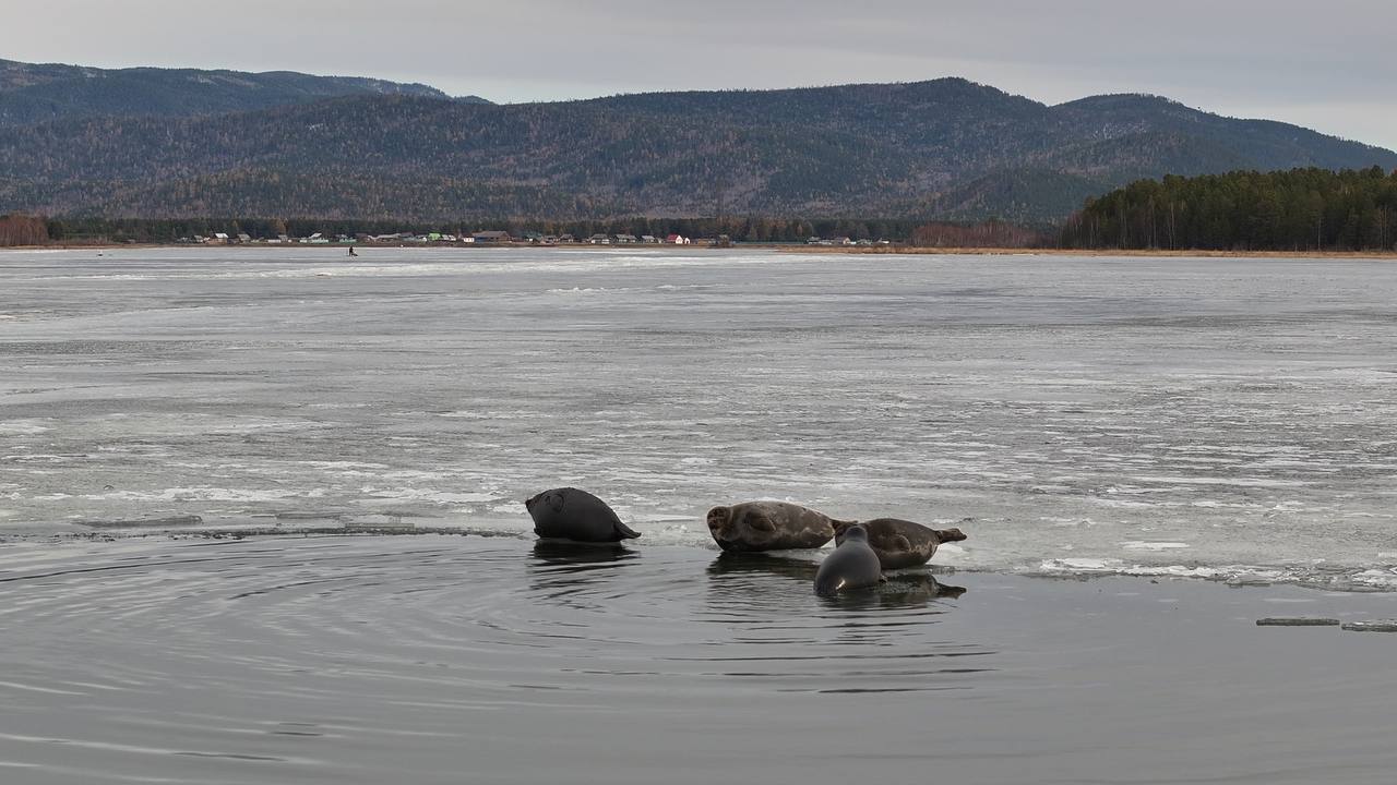 Нерпы устроили лежбище возле поселка в Бурятии