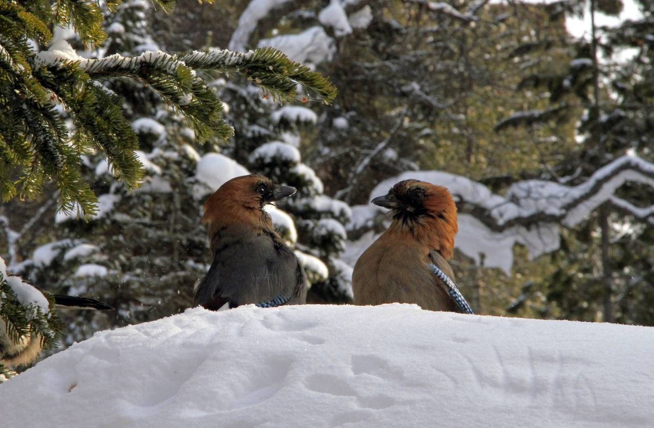Слово сойки: перья на снегу Слово сойки: перья на снегу