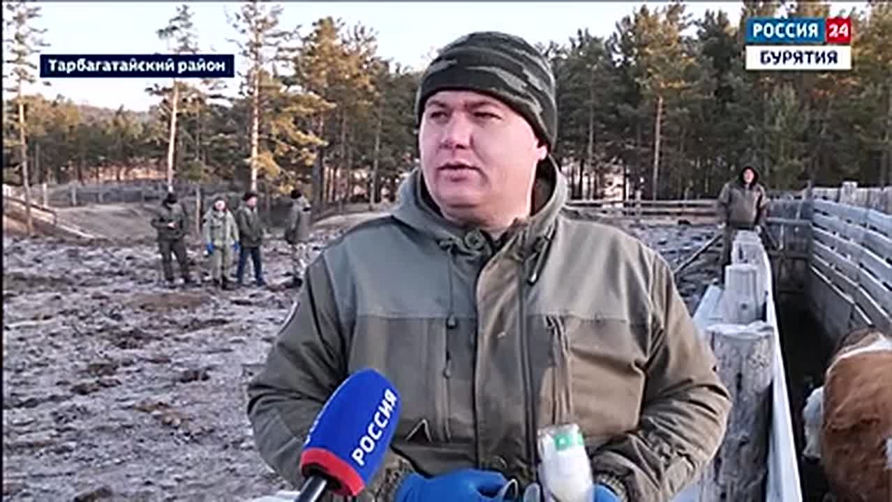 В Забайкальском крае зафиксирована вспышка пастереллёза - опасной инфекции, поражающей сельскохозяйственных животных