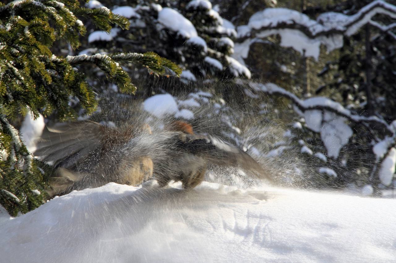 Слово сойки: перья на снегу Слово сойки: перья на снегу