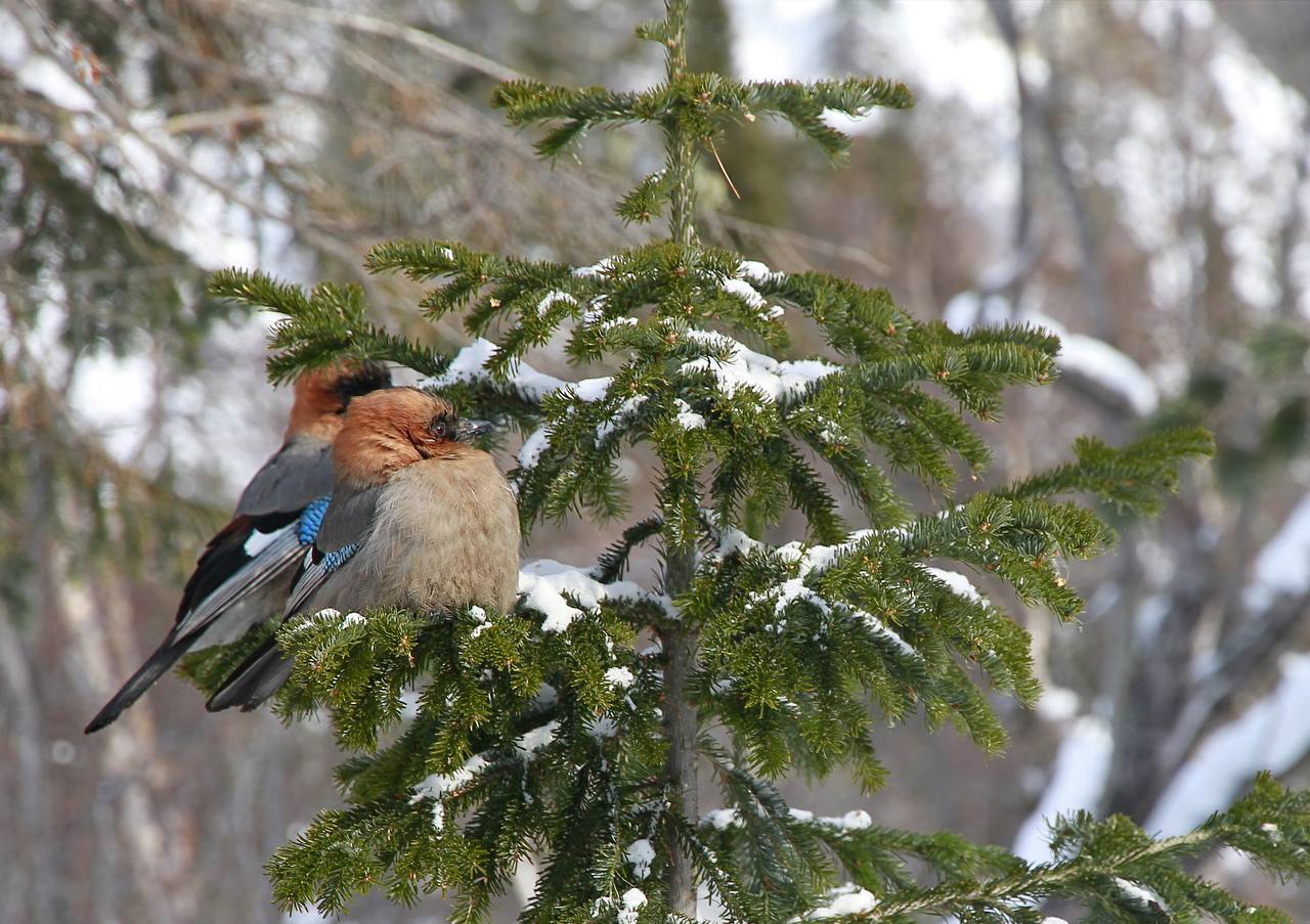 Слово сойки: перья на снегу Слово сойки: перья на снегу