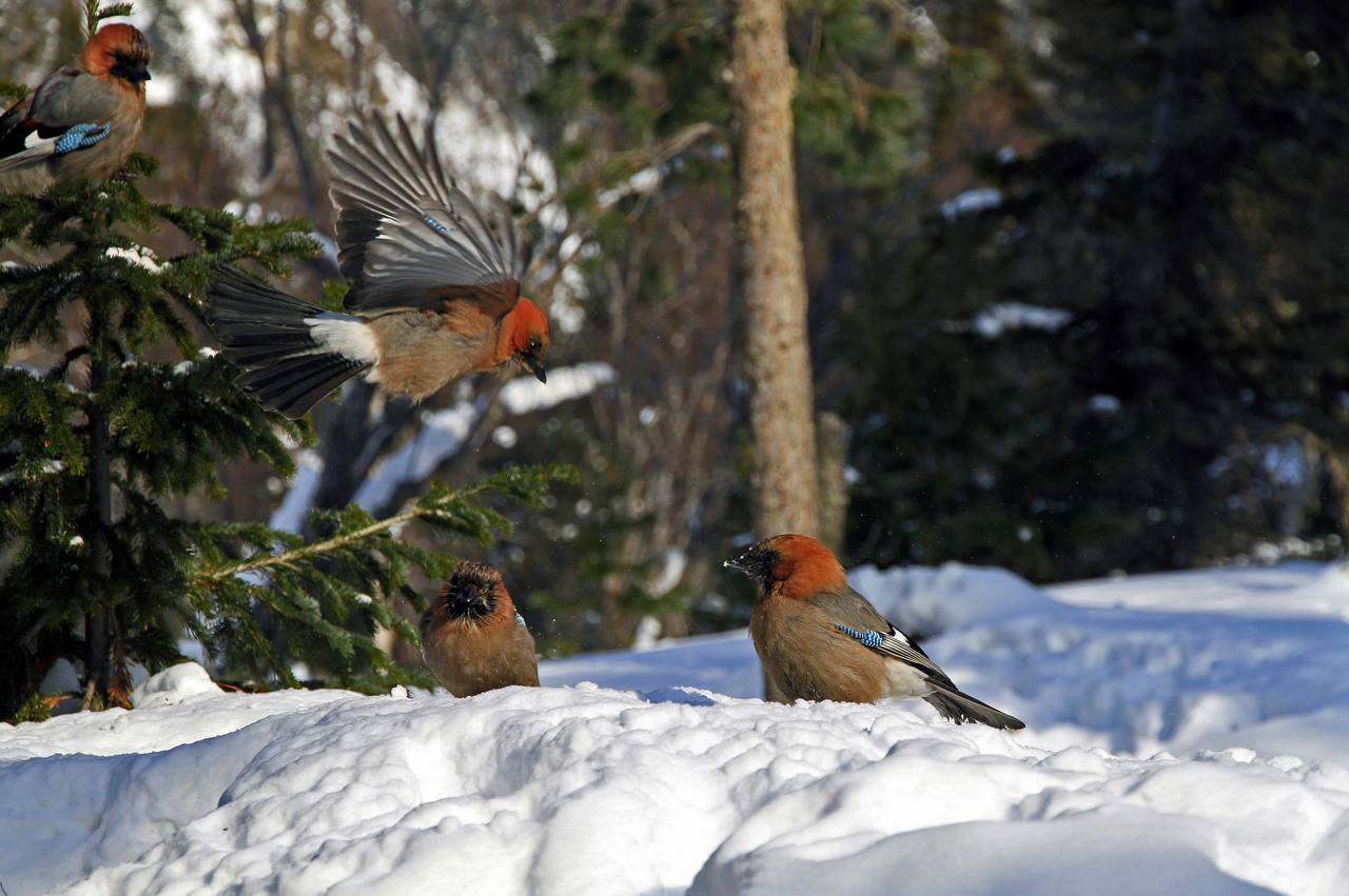 Слово сойки: перья на снегу Слово сойки: перья на снегу