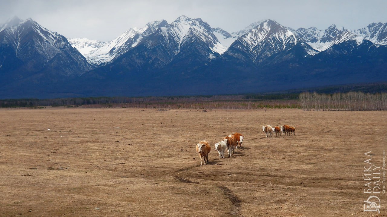 Жителей Заиграевского района встревожили планы по строительству в Старом Онохое завода по сжиганию павшего скота
