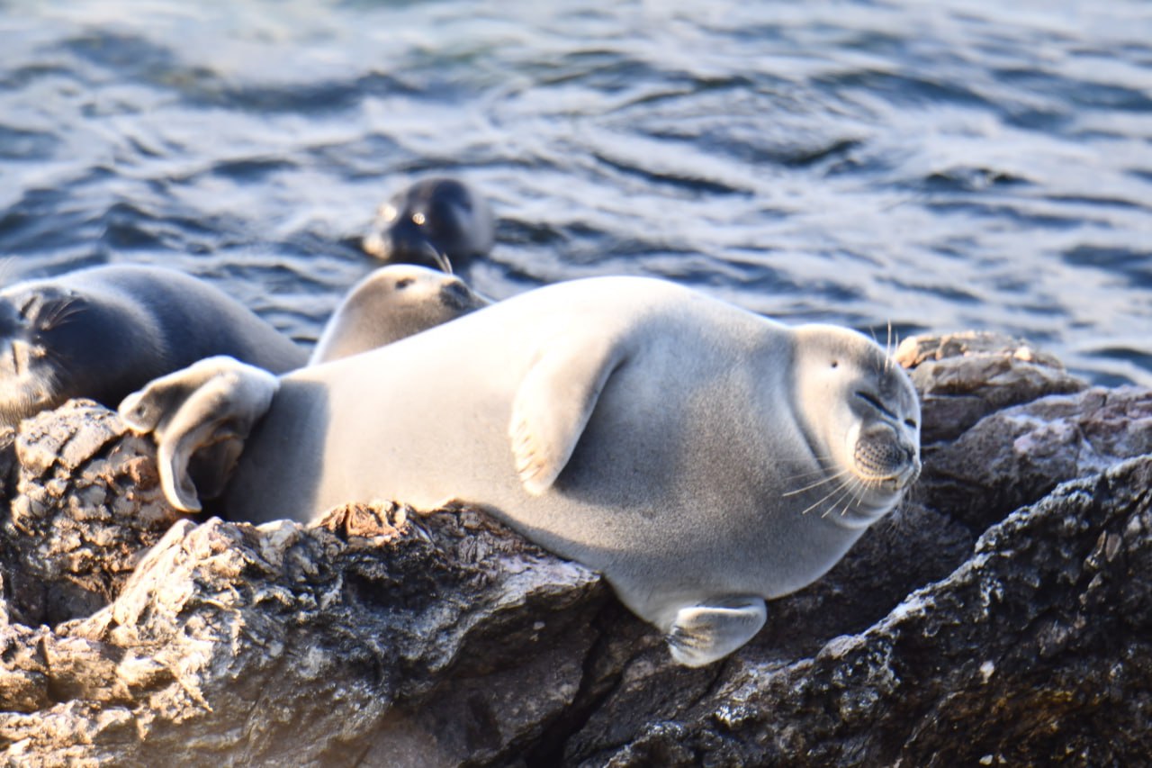 Байкальские нерпы привлекают туристов, но боятся гостей