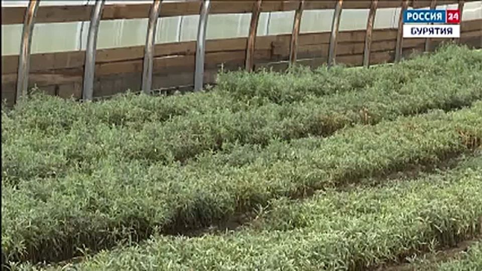 Молодые учёные сельскохозяйственной академии повышают уровень продовольственной безопасности страны