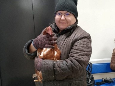 Пластическую операцию курочке провели в Забайкальском крае