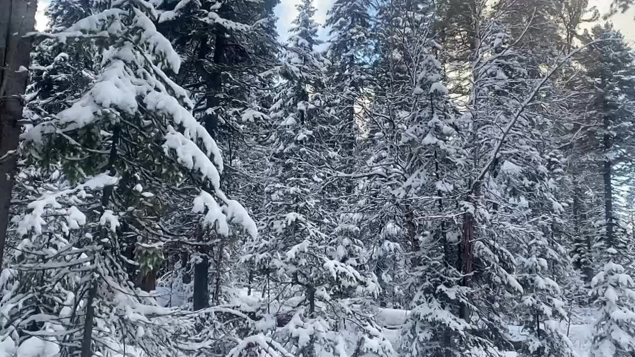 Зимний лес, сказка Видео: Заповедные будни